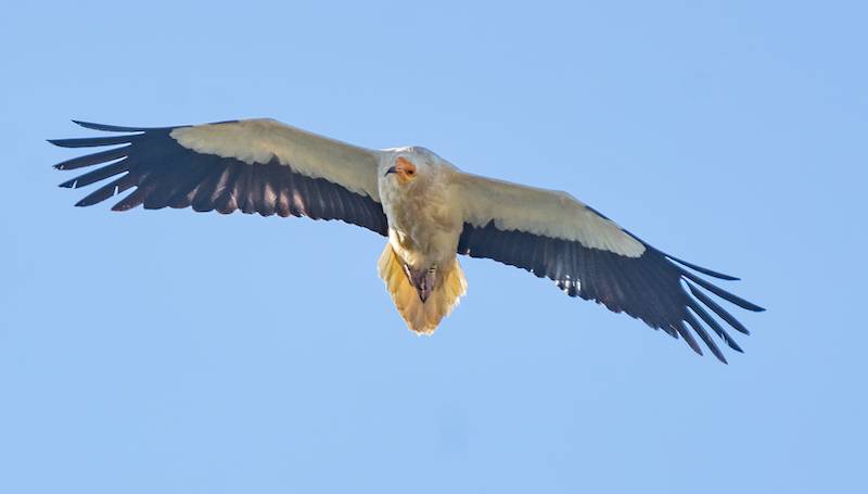 Egyptian Vulture